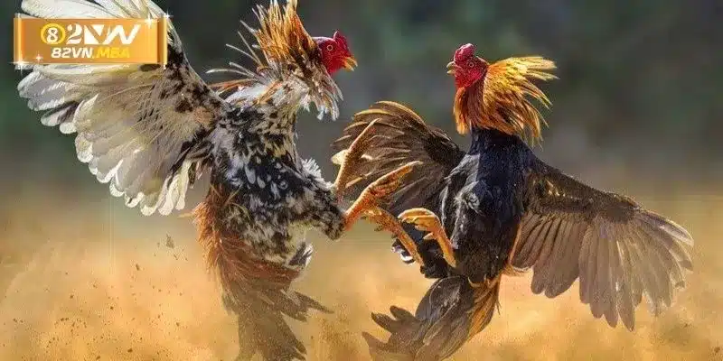 Hình thức đá gà giải trí đỉnh cao