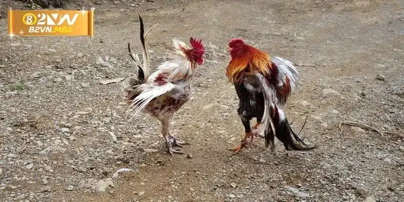 Lỗi khi hiểu sai bản chất của trò chơi 