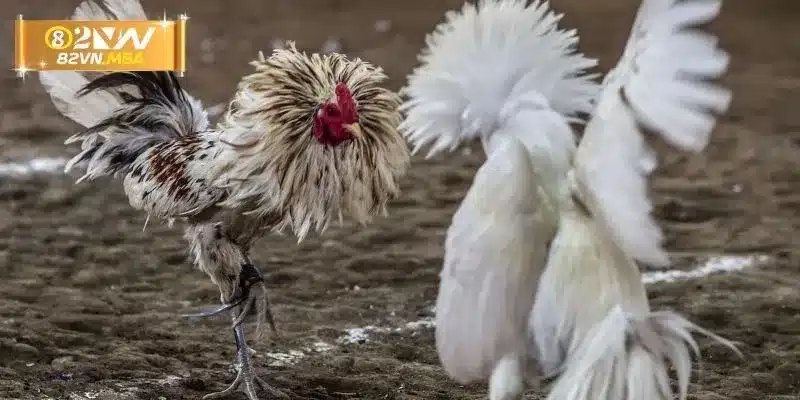 Mẹo phân tích lối đá của chiến kê 