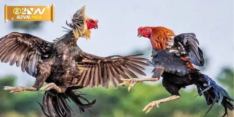 Nhầm lẫn không đáng có trong đá gà Thomo 