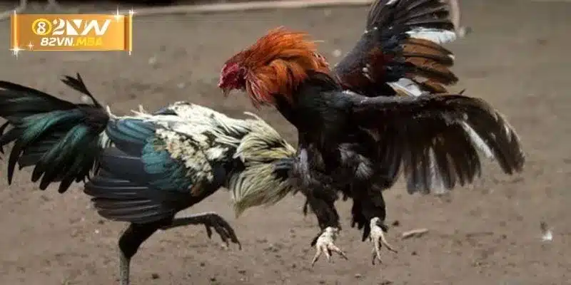 Tầm quan trọng của cách chuẩn bị cựa 